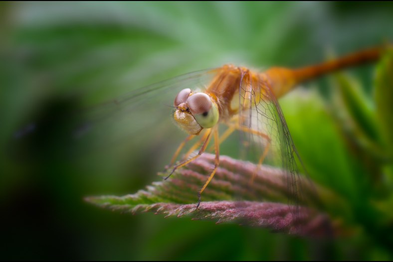Dragonfly on a leaf
